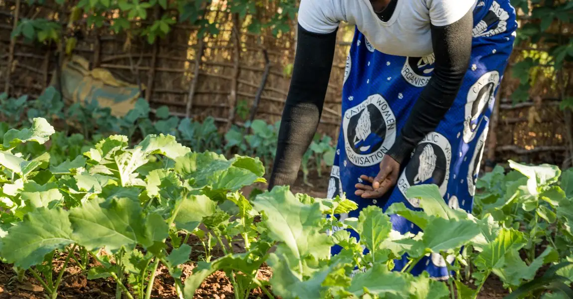 Hope in action: The Mpika Maize Mill Project